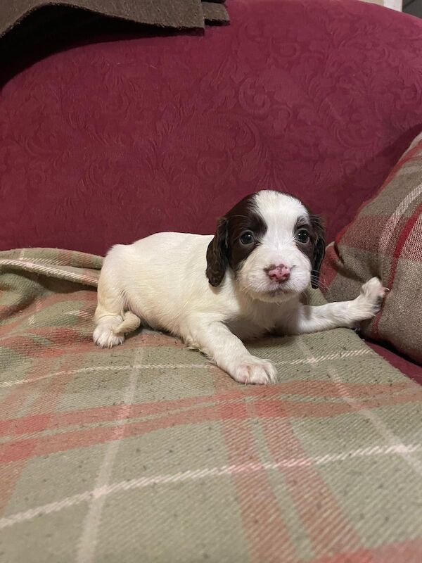 Beautiful English springer spaniel for sale in Steyning, West Sussex - Image 9