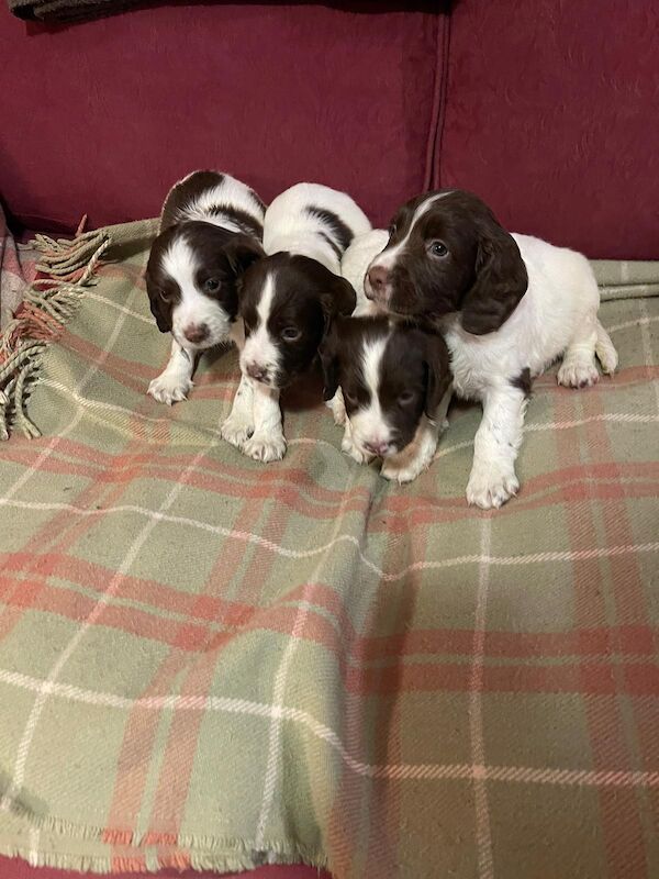 Beautiful English springer spaniel for sale in Steyning, West Sussex - Image 10