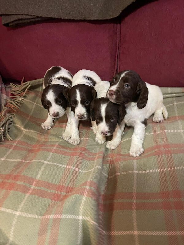 Beautiful English springer spaniel for sale in Steyning, West Sussex - Image 11