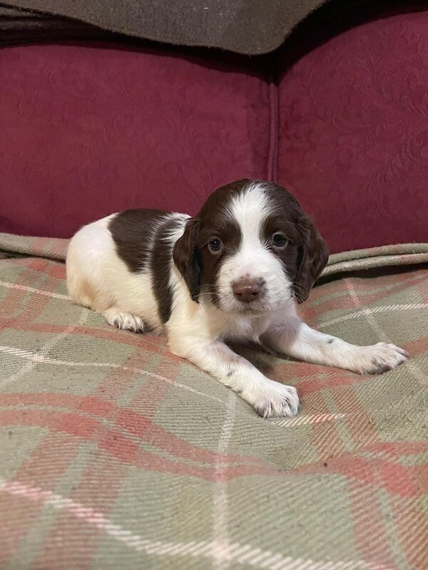 Beautiful English springer spaniel for sale in Steyning, West Sussex - Image 12