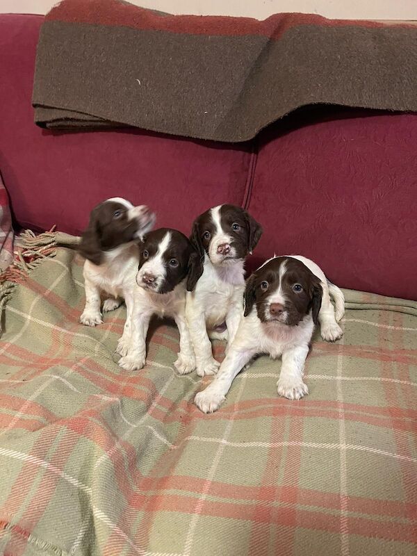 Beautiful English springer spaniel for sale in Steyning, West Sussex - Image 14