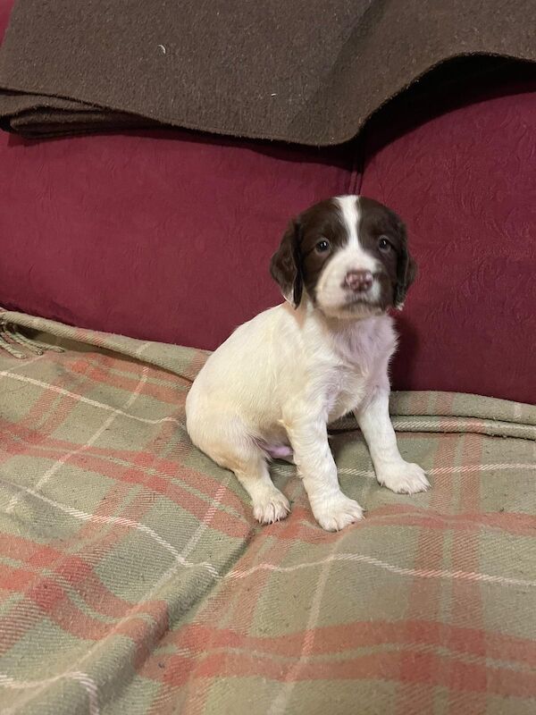 Beautiful English springer spaniel for sale in Steyning, West Sussex - Image 15