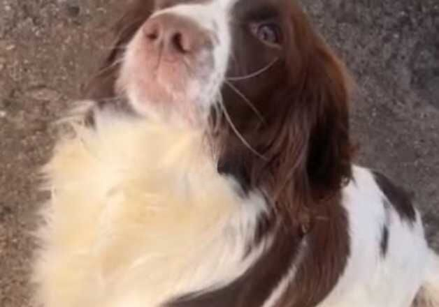 Beautiful English springer spaniel for sale in Saffron Walden, Essex