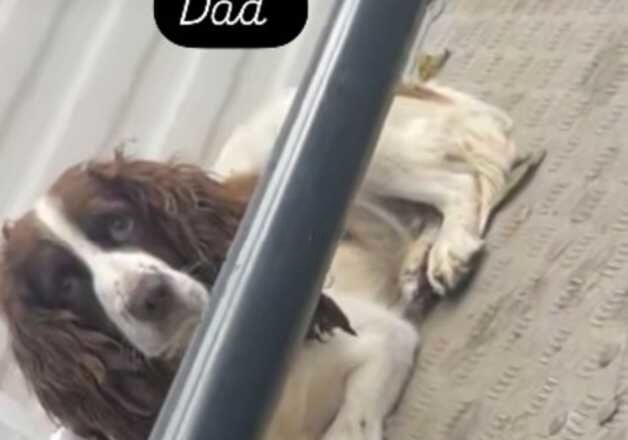 Beautiful English springer spaniel for sale in Saffron Walden, Essex - Image 2