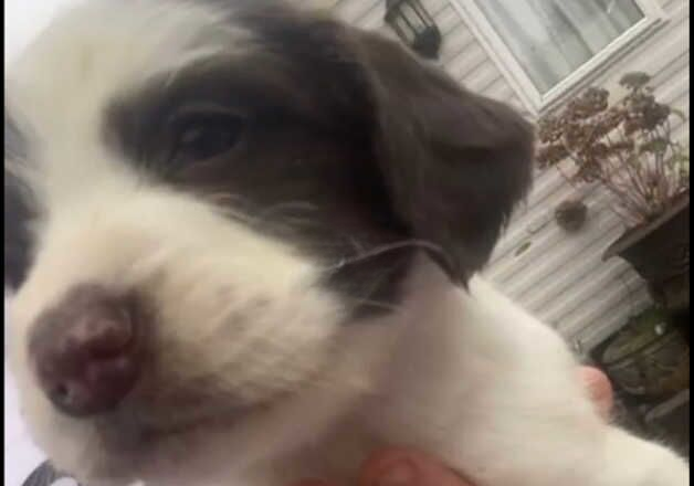 Beautiful English springer spaniel for sale in Saffron Walden, Essex - Image 3