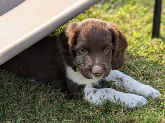 Beautiful English Springer Spaniel male puppy for sale in Totnes, Devon