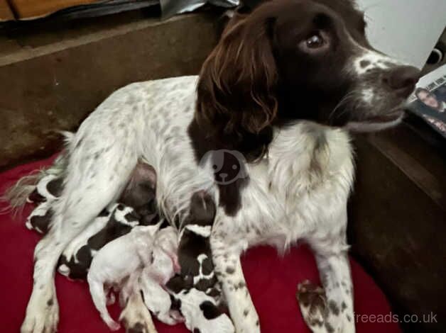 Beautiful English Springer Spaniel Puppies for sale in Rye, East Sussex