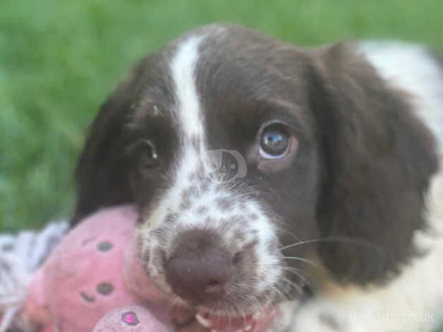 Beautiful English springer spaniel puppies for sale in Tadworth, Surrey - Image 1