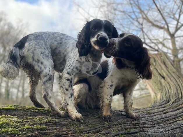 Beautiful English springer spaniel puppies for sale in Tadworth, Surrey - Image 2