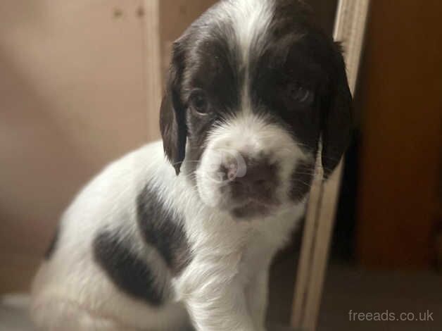 Beautiful English springer spaniel puppies for sale in Tadworth, Surrey - Image 3