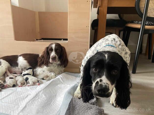 Beautiful English springer spaniel puppies for sale in Tadworth, Surrey - Image 5