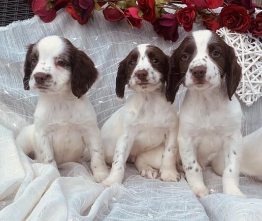Beautiful English Springer Spaniels Ready Now for sale in Goole, East Riding of Yorkshire