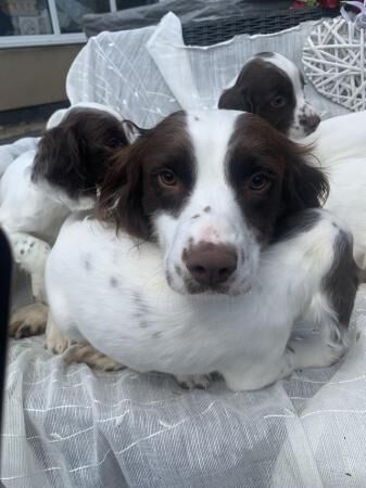 Beautiful English Springer Spaniels Ready Now for sale in Goole, East Riding of Yorkshire - Image 2