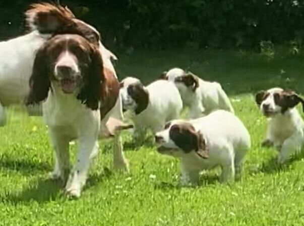 Beautiful English Springer Spaniels Ready Now for sale in Goole, East Riding of Yorkshire - Image 3