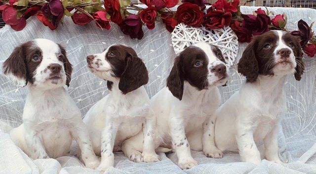 Beautiful English Springer Spaniels Ready Now for sale in Goole, East Riding of Yorkshire - Image 4
