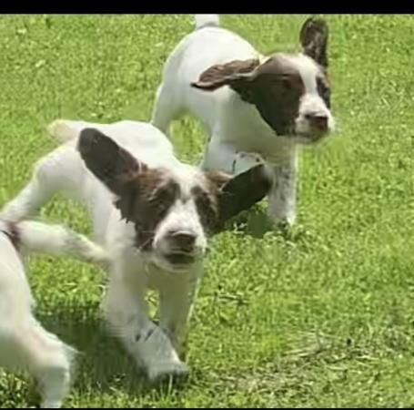 Beautiful English Springer Spaniels Ready Now for sale in Goole, East Riding of Yorkshire - Image 5