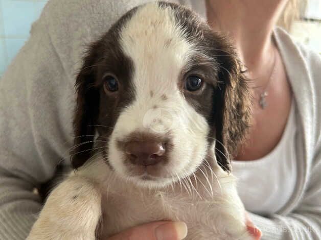 Beautiful family raised puppies! for sale in Plymouth, Devon