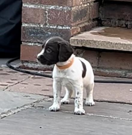 Beautiful KC Reg Springer Pups FtCh sired for sale in Driffield, East Riding of Yorkshire