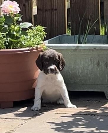 Beautiful KC Reg Springer Pups FtCh sired for sale in Driffield, East Riding of Yorkshire - Image 3
