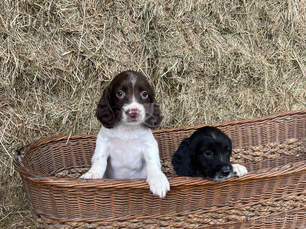 Beautiful KC Reg Springer Spaniel puppies for sale in Waterlooville, Hampshire