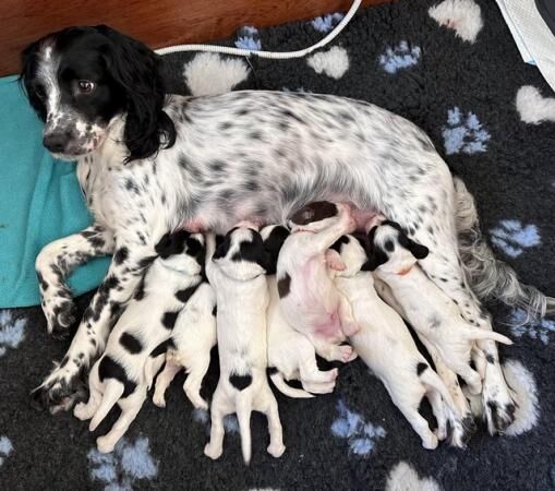 Beautiful KC Registered English Springer Spaniel Puppies for sale in Lutterworth, Leicestershire - Image 1