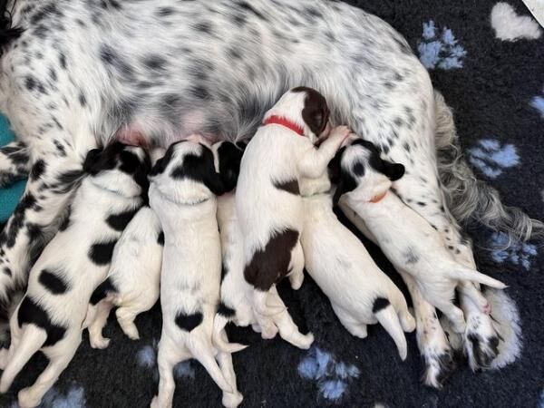 Beautiful KC Registered English Springer Spaniel Puppies for sale in Lutterworth, Leicestershire - Image 2