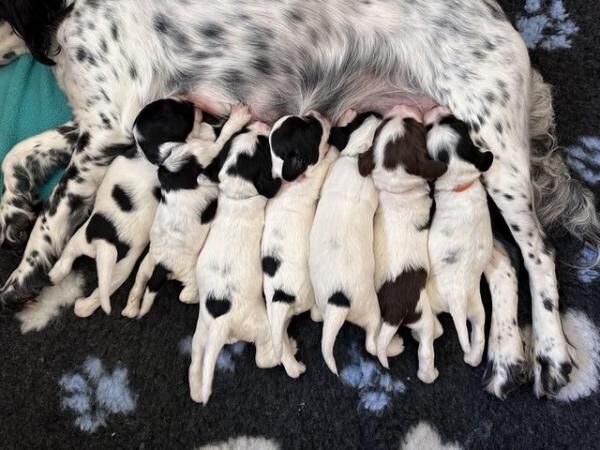 Beautiful KC Registered English Springer Spaniel Puppies for sale in Lutterworth, Leicestershire - Image 3