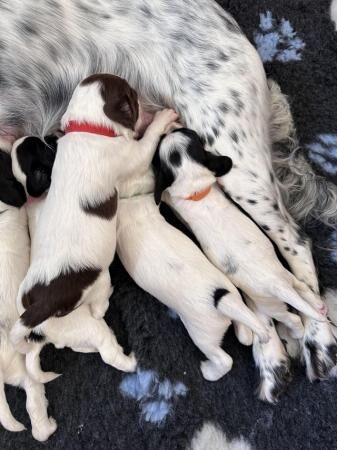 Beautiful KC Registered English Springer Spaniel Puppies for sale in Lutterworth, Leicestershire - Image 4