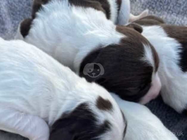 Beautiful letter, English springer spaniel for sale in Halstead, Essex - Image 4