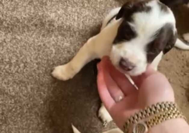 Beautiful letter of English springer spaniel for sale in Saffron Walden, Essex