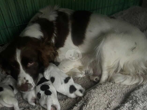 Beautiful letter of English springer spaniels for sale in Halstead, Essex