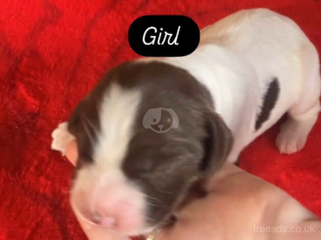 Springer Spaniel Puppies for sale