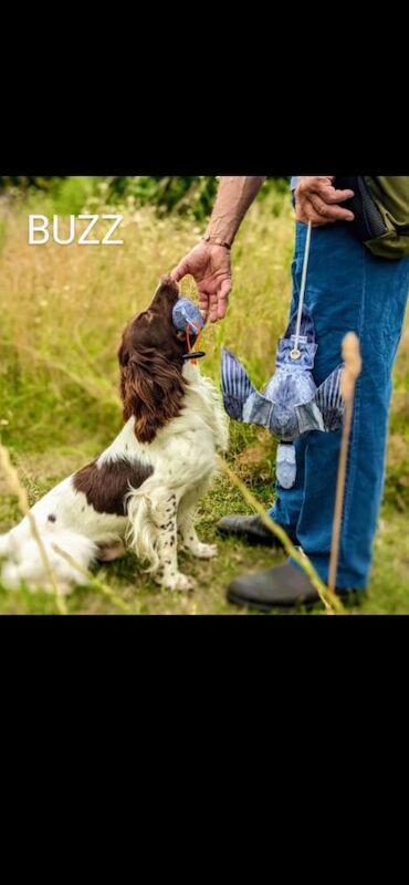 Beautiful Litter of HEALTH TESTED, KC REGISTERED ESS from 5 star breeder. for sale in Hertfordshire - Image 2