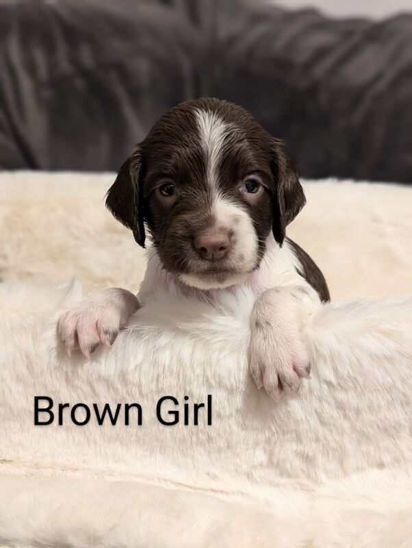 Beautiful Litter of HEALTH TESTED, KC REGISTERED ESS from 5 star breeder. for sale in Hertfordshire - Image 5