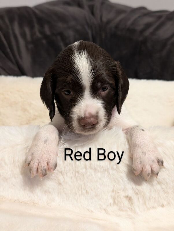 Beautiful Litter of HEALTH TESTED, KC REGISTERED ESS from 5 star breeder. for sale in Hertfordshire - Image 6