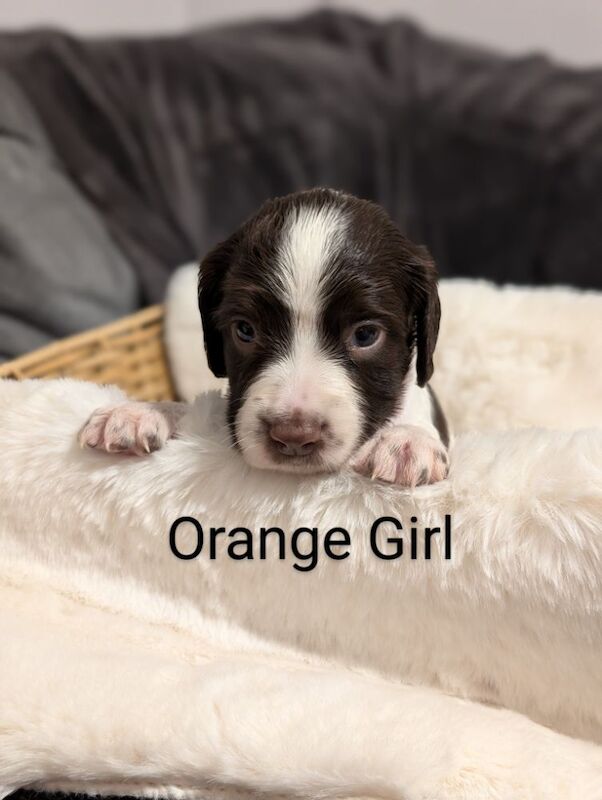 Beautiful Litter of HEALTH TESTED, KC REGISTERED ESS from 5 star breeder. for sale in Hertfordshire - Image 11