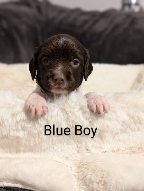 Beautiful Litter of HEALTH TESTED, KC REGISTERED ESS from 5 star breeder. for sale in Hertfordshire - Image 13