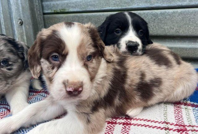 Beautiful Merle Sprollie Puppies for sale in Knighton/Tref-y-Clawdd, Powys - Image 3