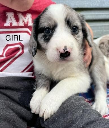 Beautiful Merle Sprollie Puppies for sale in Knighton/Tref-y-Clawdd, Powys - Image 4