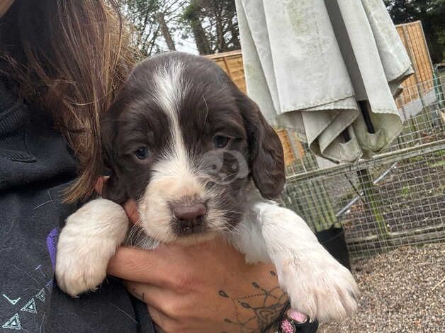 Beautiful pedigree springer pups for sale in Worcester, Worcestershire