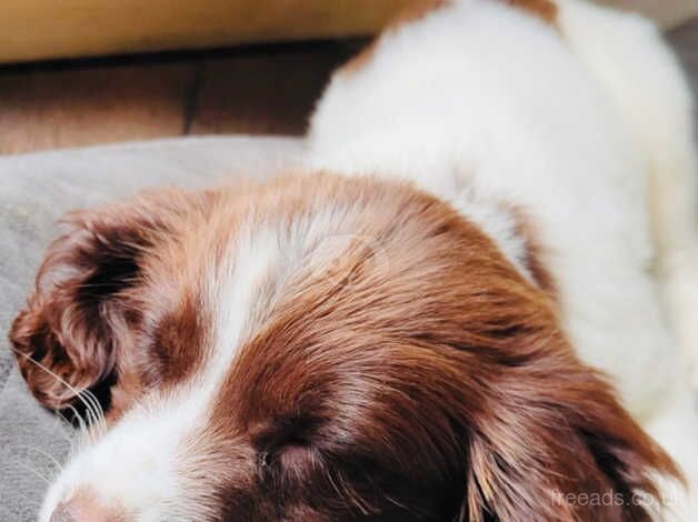 Beautiful puppy spaniel for sale in Brighton, Cornwall - Image 1