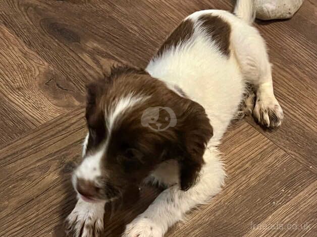 Beautiful puppy spaniel for sale in Brighton, Cornwall - Image 2