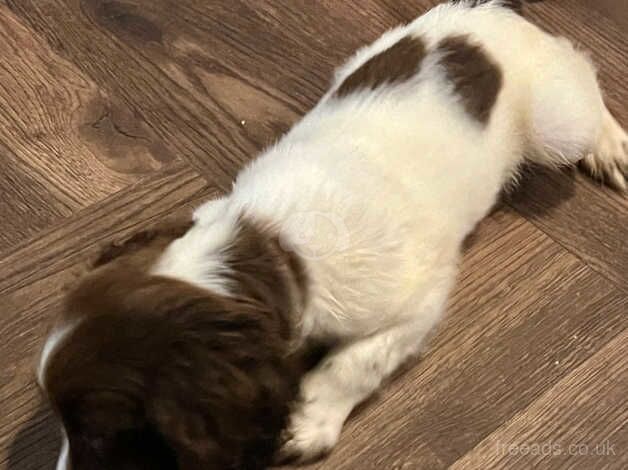 Beautiful puppy spaniel for sale in Brighton, Cornwall - Image 3