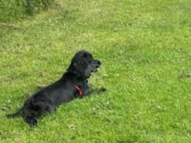 Beautiful puppy spaniel for sale in Brighton, Cornwall - Image 4