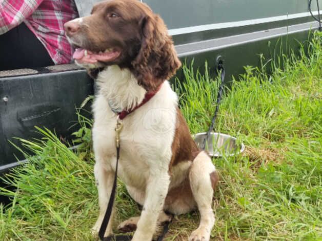 Beautiful springer boy for sale in Llangollen, Denbighshire