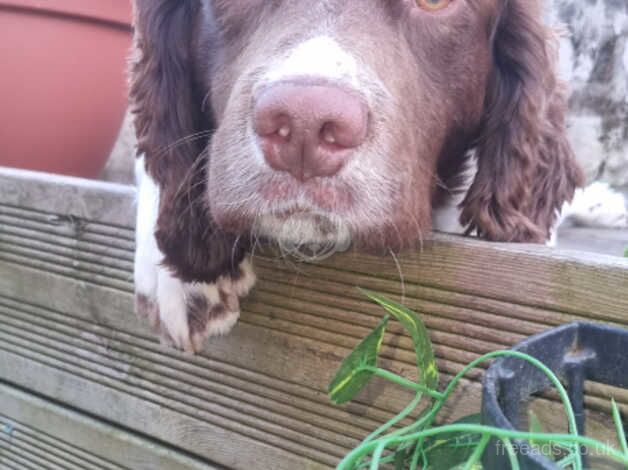 Springer Spaniels for sale in Llangollen, Denbighshire