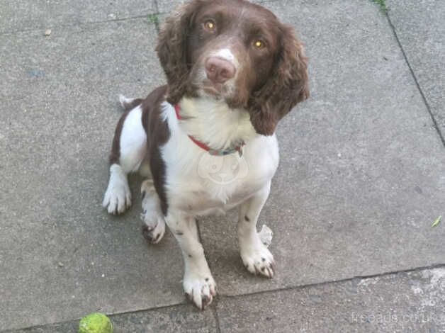 Springer Spaniel Puppies for sale in Denbighshire