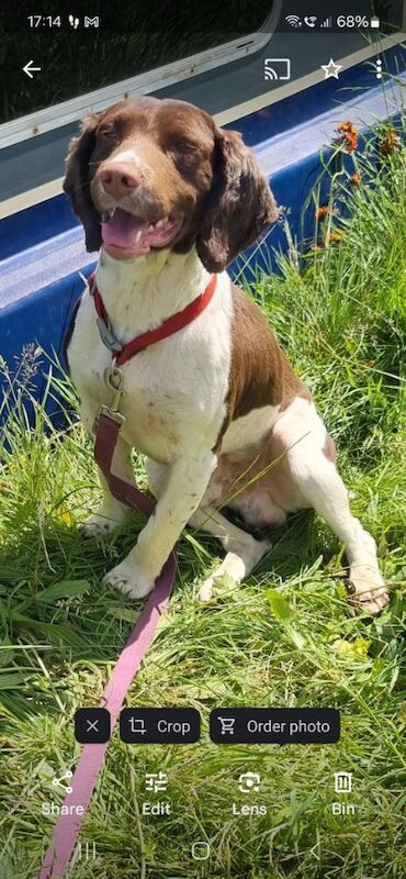 Beautiful springer spaniel for sale in Llangollen, Denbighshire