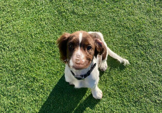 Beautiful springer spaniel for sale in Eastbourne, East Sussex