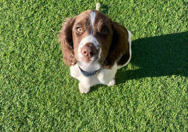 Beautiful springer spaniel for sale in Eastbourne, East Sussex - Image 2